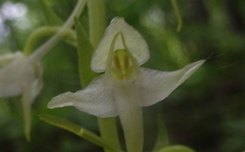 Platanthera bifolia o P. chlorantha ?.....bifolia !